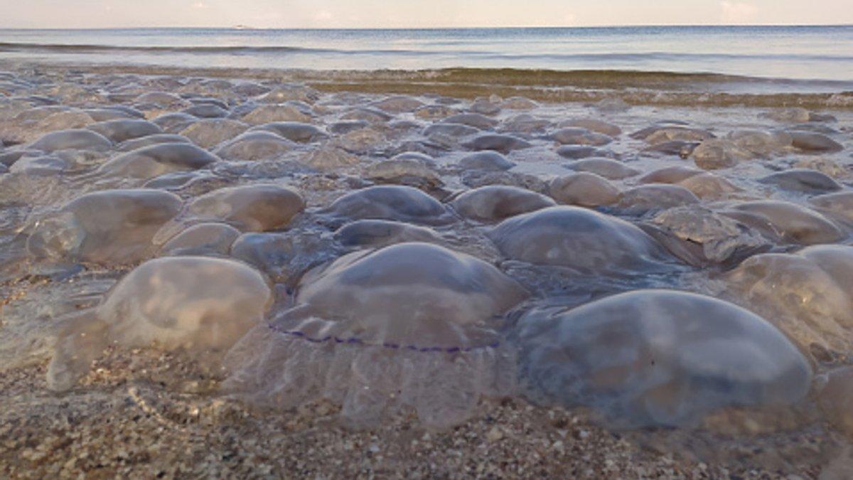 медузи Азов